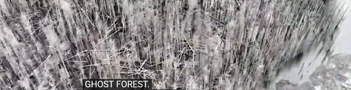 Ghost Forest showing saltwater intrusion damage