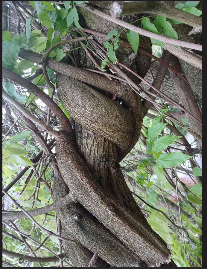 Vines choking native trees in Pennsylvania forest